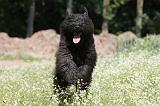 BOUVIER DES FLANDRES 029